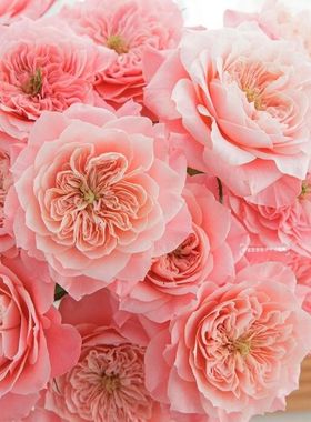 神仙级mikoto美琴玫瑰鲜花超稀有开放后绝绝子云南直发插花顺丰