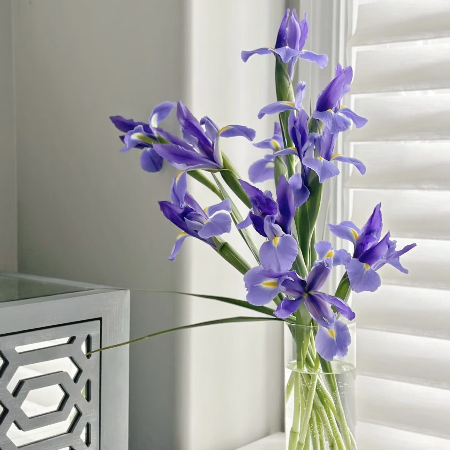 荷兰进口蓝色魔法鸢尾鲜花家居插花水养花期长节日送花空运直发