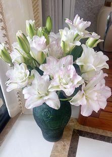 高级大朵AA级冰美人百合甜蜜约会重瓣百合鲜花插花水养云南直发