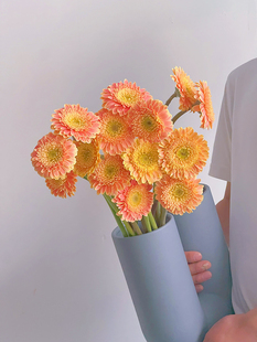 稀有高颜双色耐养香槟色迷你重瓣扶郎花鲜花云南斗南直发弗朗花