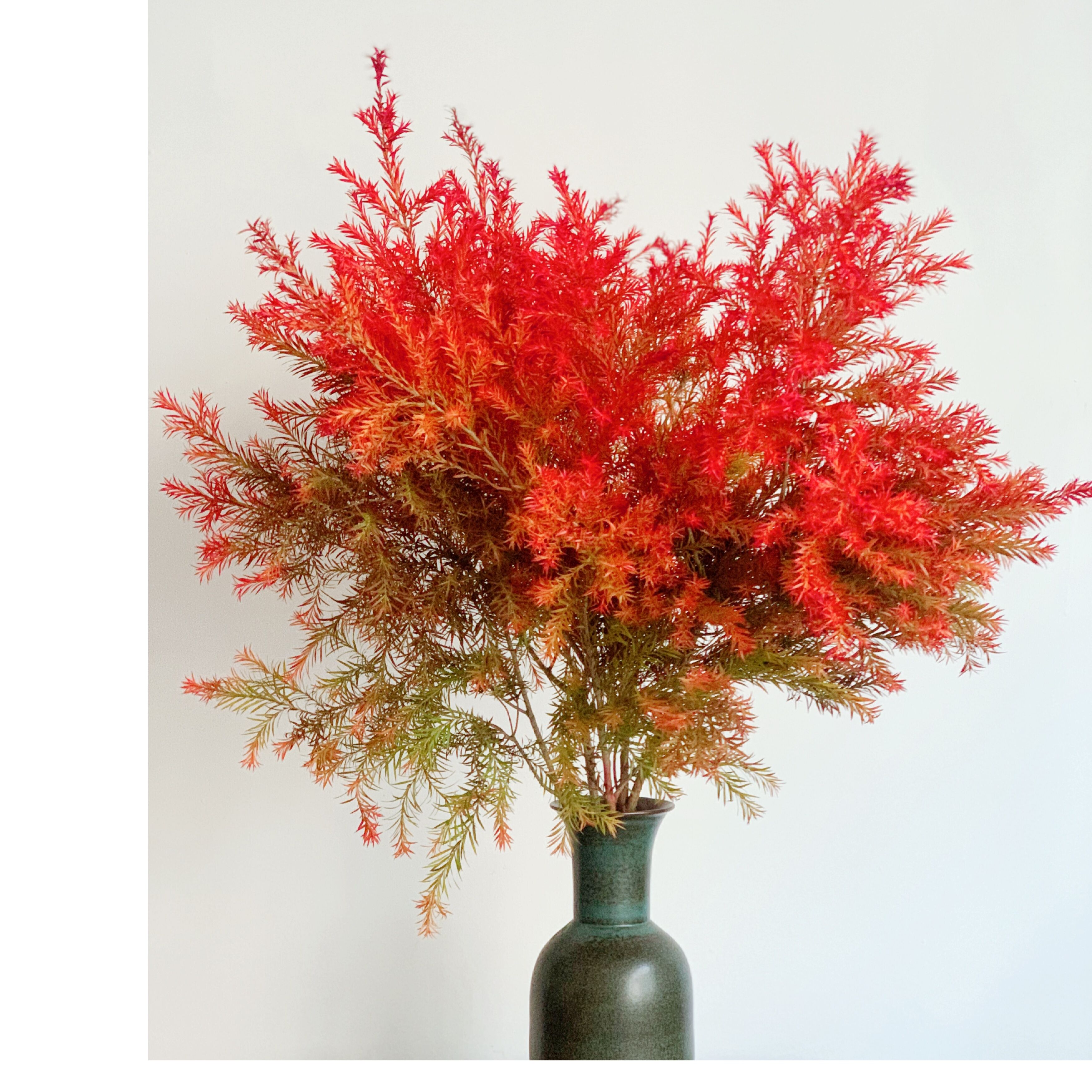 ins风红色千层金鲜切枝云南昆明斗南直发顺丰空运插花水养节日送