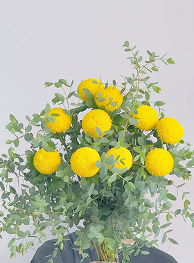 黄色乒乓菊搭配尖叶尤加利组合插花鲜花云南斗南直发顺丰送花