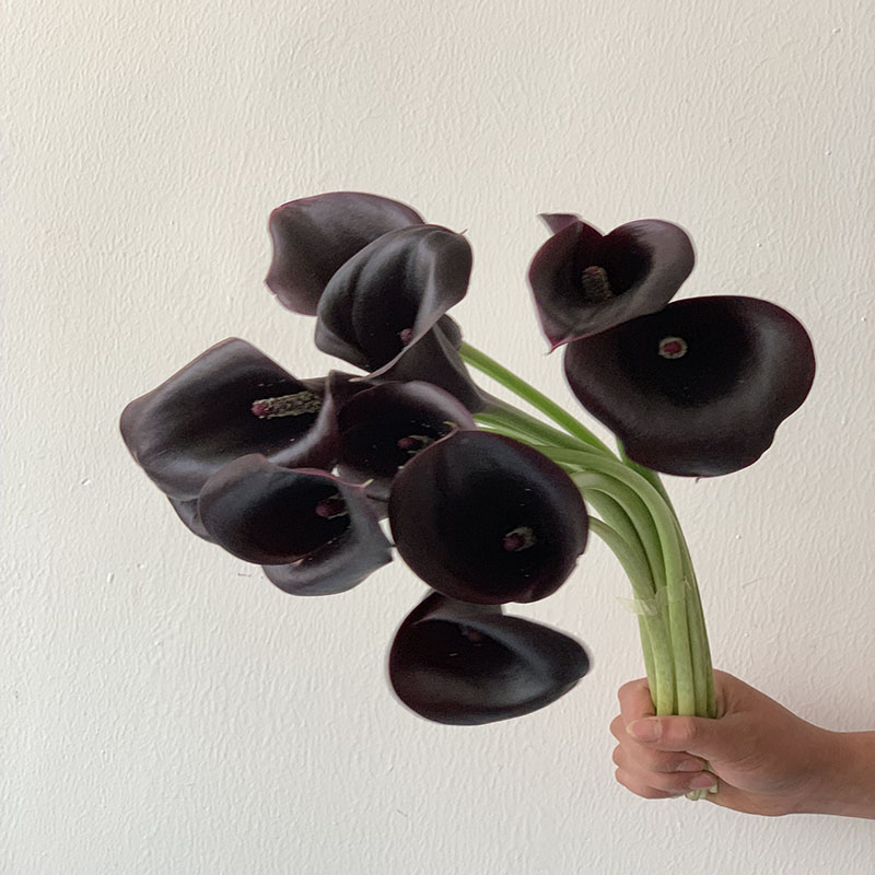 鲜花马蹄莲水养鲜花年宵花