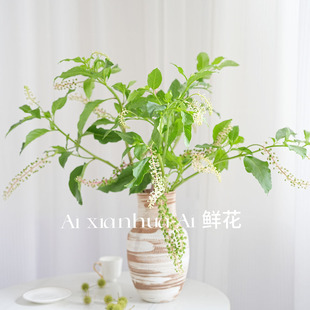 商路大开财源广进夏季才有商陆鲜切花家居插花水养节日送花空运