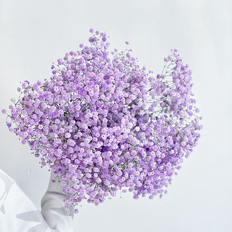 浅紫色满天星鲜花新鲜真花云南昆明斗南直发节日送人可做干花顺丰