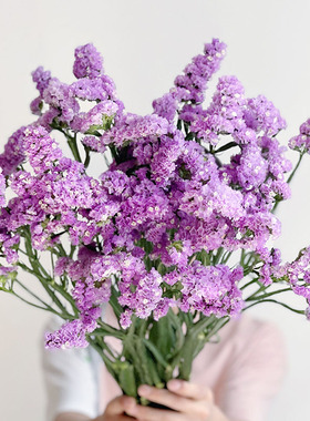 浅紫色AA级勿忘我鲜花云南直发插花水养可做干花花期长送长辈顺丰