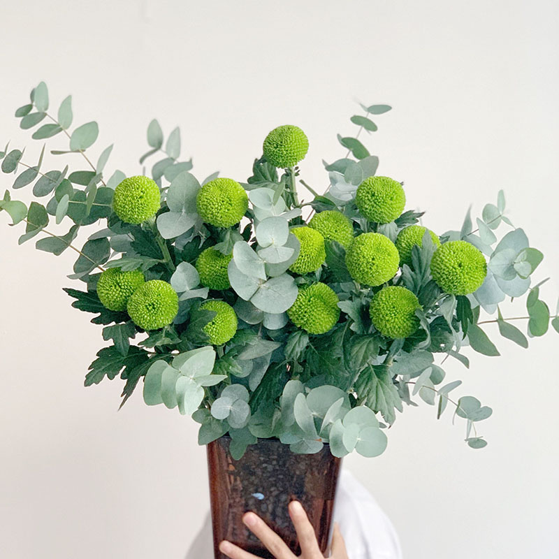 清新自然绿色可爱花期长