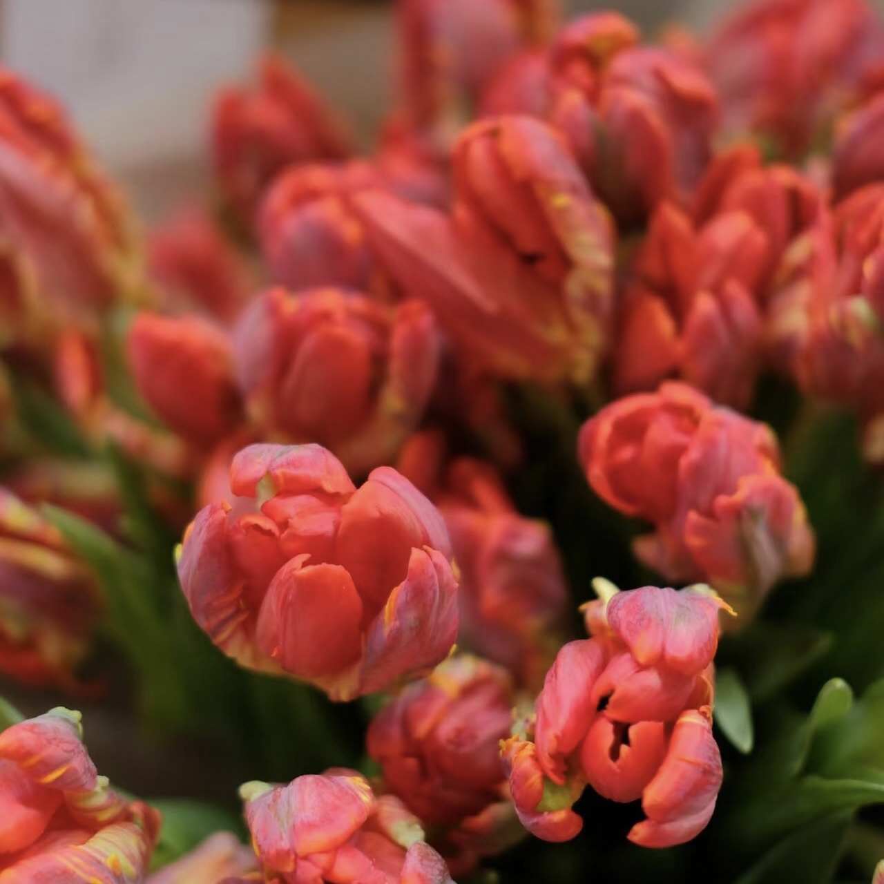 红色鹦鹉嘴红金刚郁金香鲜花家居