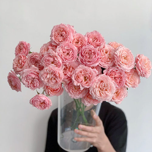 A级多头朱丽叶塔卡布奇诺泡泡玫