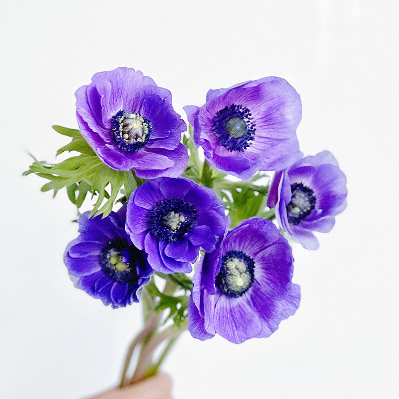 温柔之花紫色银莲花鲜花家居插花