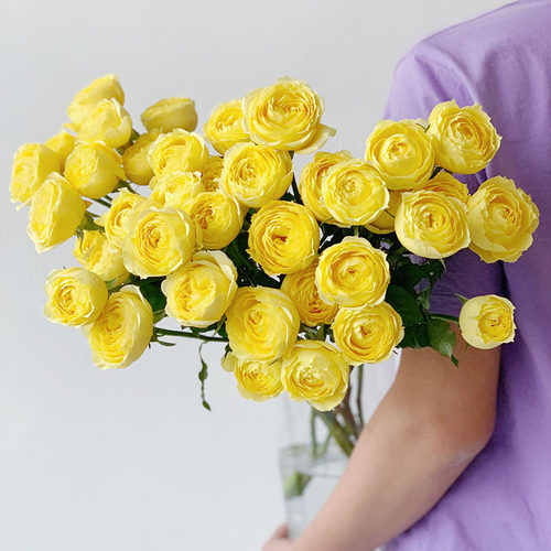 多头米兰公主玫瑰花奶油黄色礼品