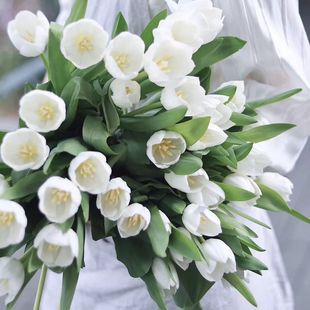 清透柔情简约高级纯洁白色郁金香鲜花云南直发插花水养花期长顺丰