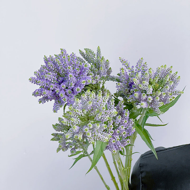 自然界超稀缺的蓝紫色小众花材