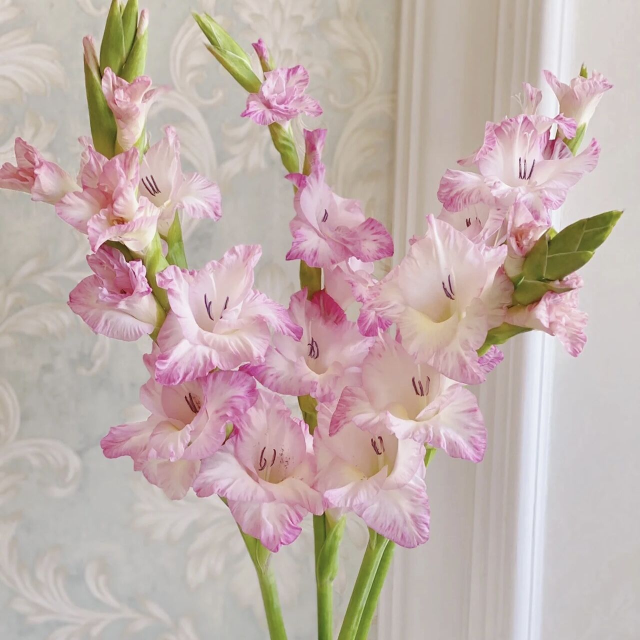 稀有渐变双色粉白普里西拉剑兰