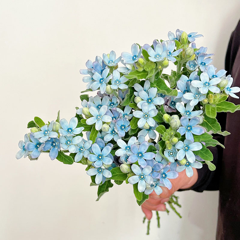 清新可爱蓝精灵极其少有蓝星花