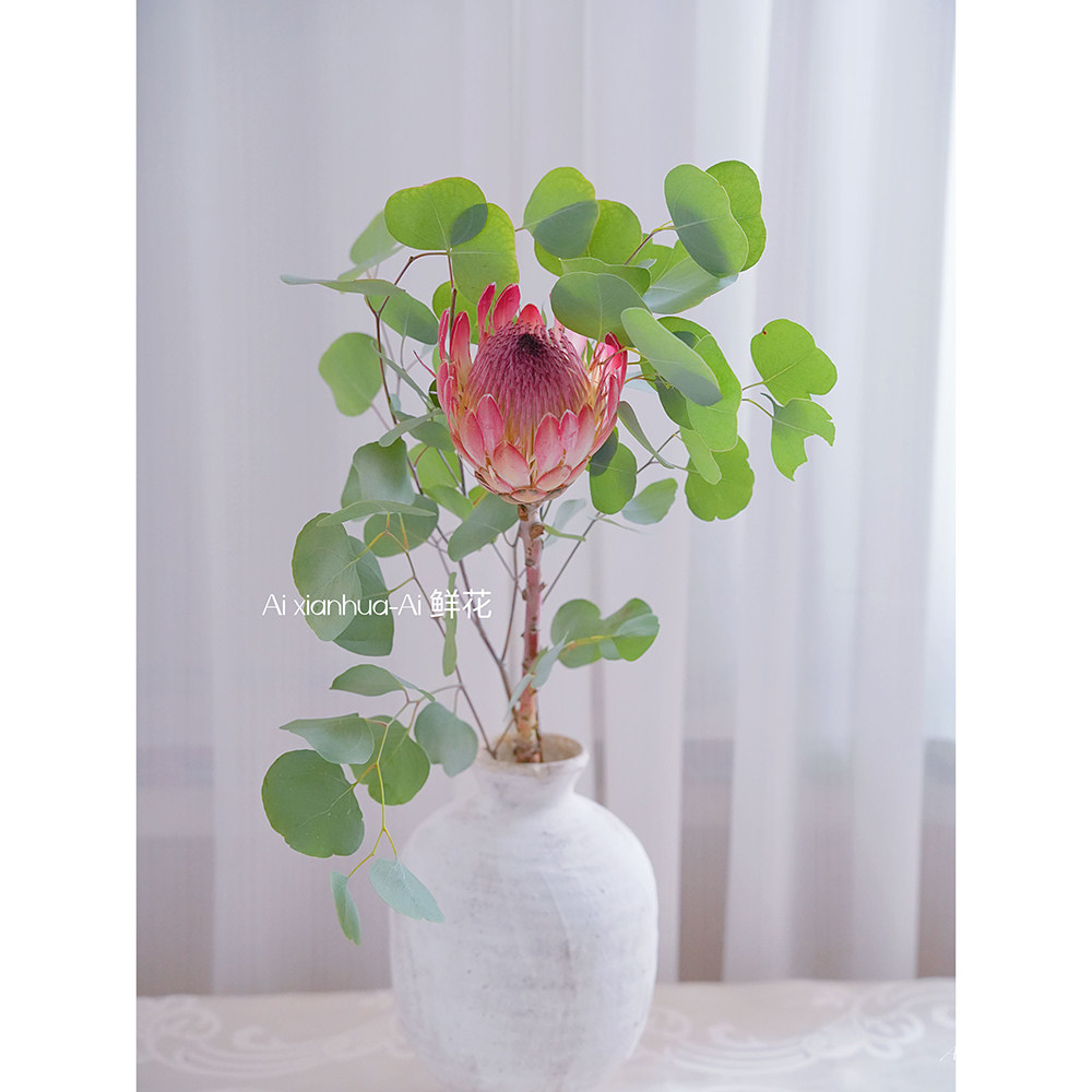进口塞尔维亚公主花鲜花混搭叶插花水养清爽耐养花期长可做干花