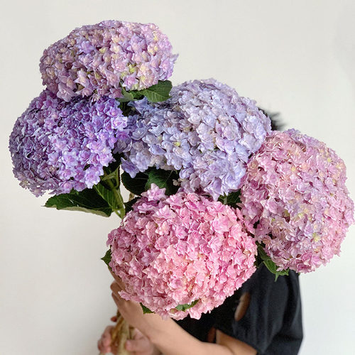 马卡龙彩色重瓣绣球花鲜花插花