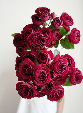 进口高级奥斯汀花型复古色红色蕾丝多头玫瑰鲜花云南直发插花水养