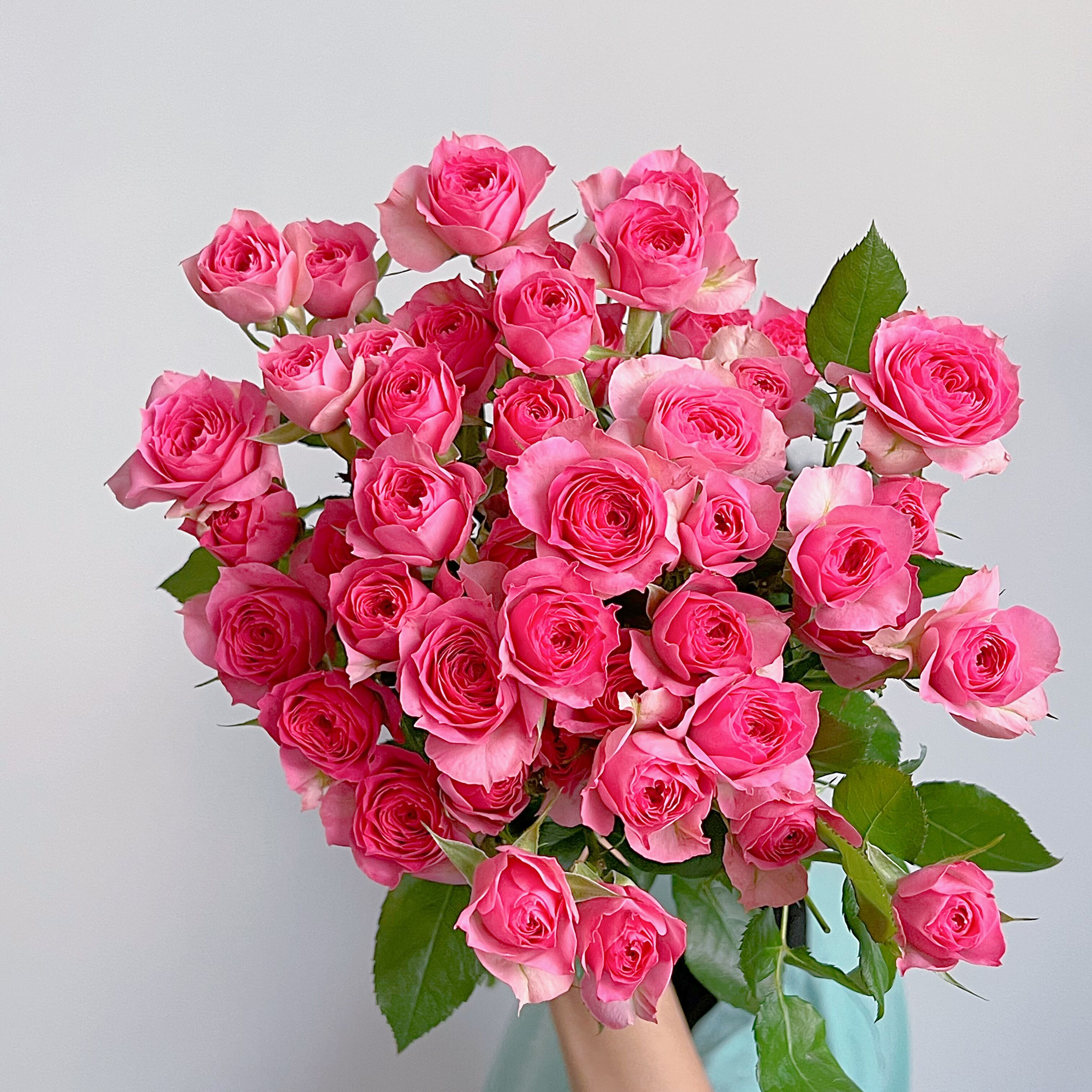 高级桃红色多头玫瑰苏菲宝贝鲜花