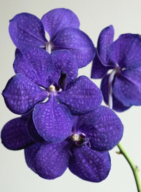 进口高级紫色万代兰鲜花花期长插花水养鲜切花云南斗南直发送花