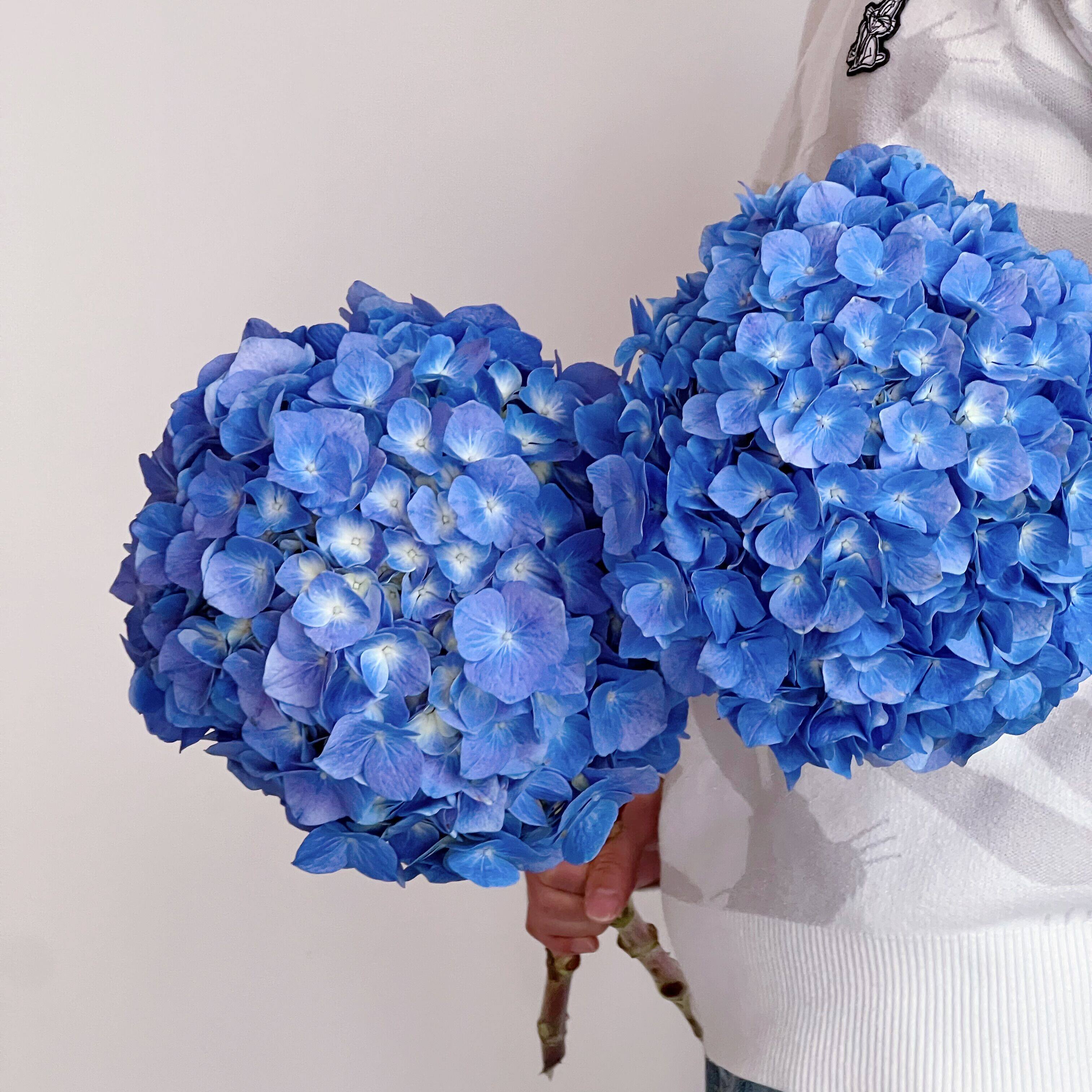 冬季独有限定宝蓝色绣球花鲜花家居办公插花水养云南直发节日送人