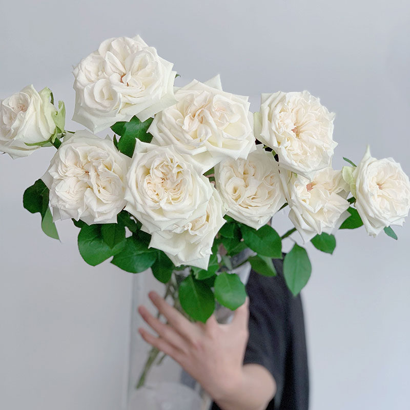 白色白荔枝玫瑰花鲜花云南直发母亲节礼品插花鲜花生日奥斯汀花型