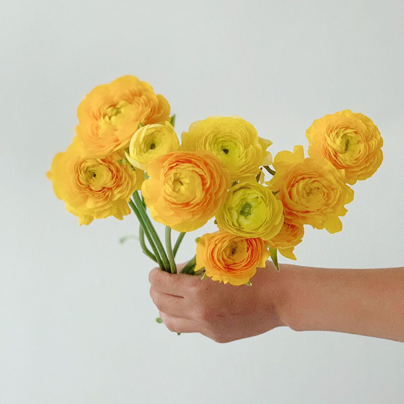 富贵吉祥黄色洋牡丹鲜花云南直发