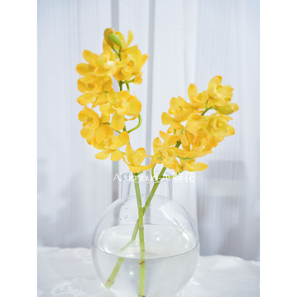 高级感黄色小惠兰鲜花蕙兰鲜切花