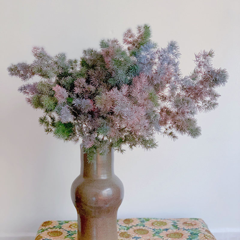 喷绘梦幻色蓬莱松鲜切花云南直发家用办公插花水养植物花期长送人