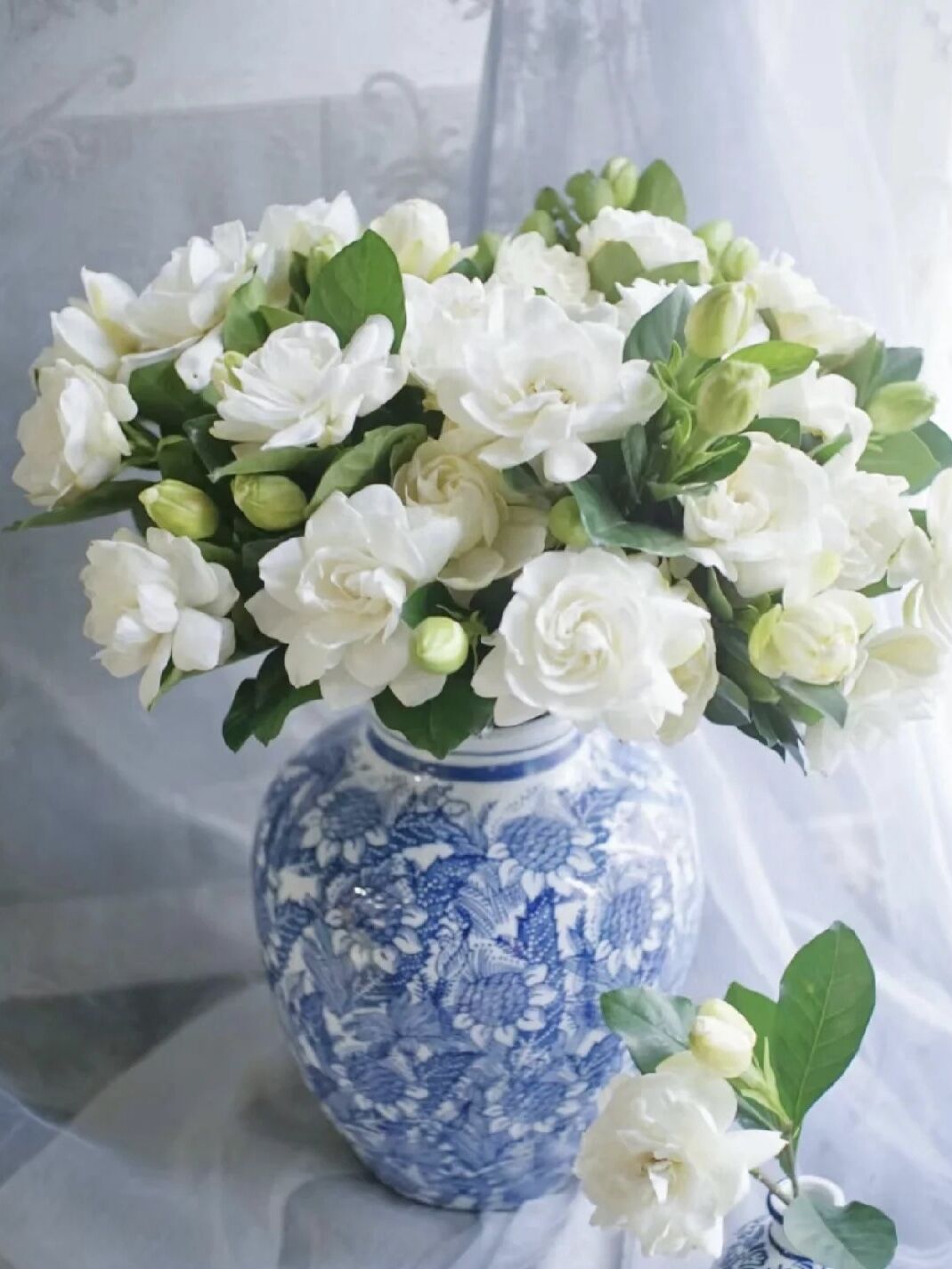 小清新夏日浪漫栀子花鲜花