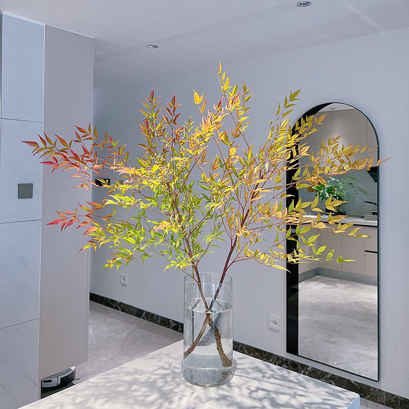 稀有小众绿植插花水养云南直发