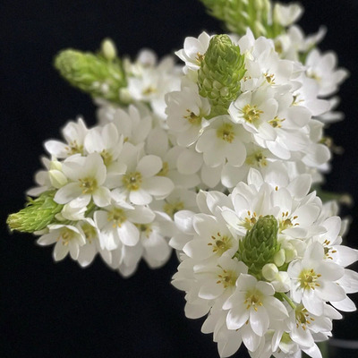 爆花机器仙气白色圣心百合鲜花