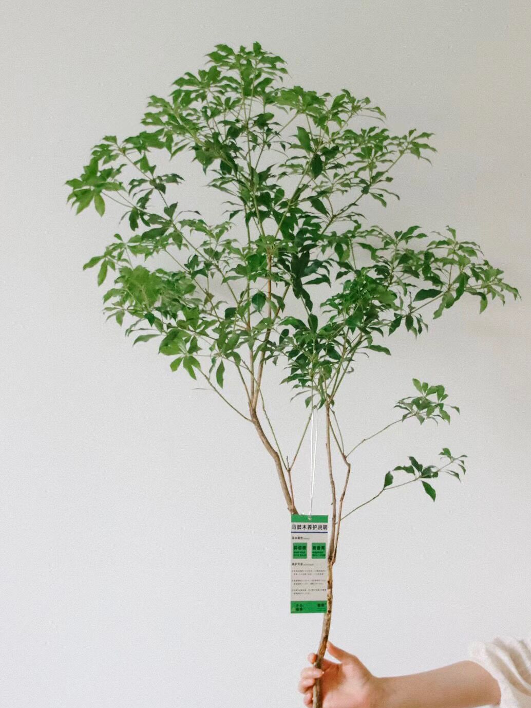 空间美学好物插花水养鲜切枝