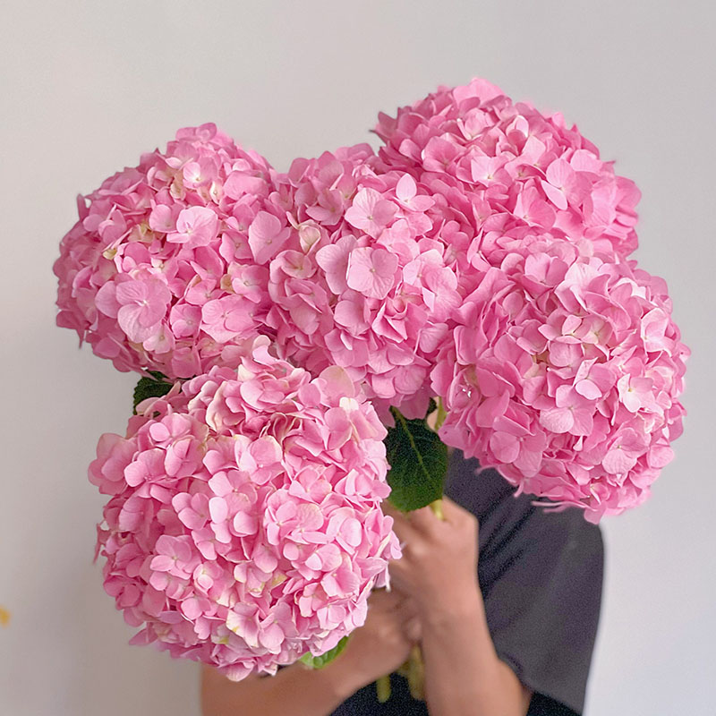 团圆美满浪漫饱满极简海粉色绣球