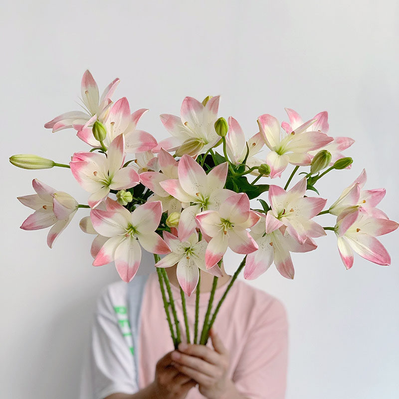 短期限量款十分仙气迷你mini萝莉亚百合花鲜花云南直发节日送人