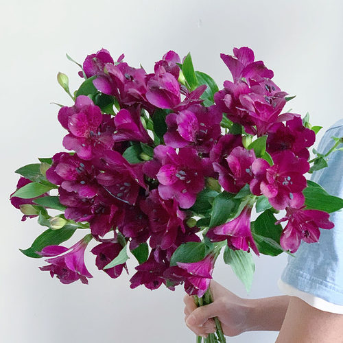 出口紫色水仙百合六出花鲜花温柔优雅好养易开云南昆明直发节日 - 封面