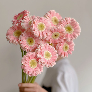 稀有限量款仙女粉色萌动扶郎鲜花云南直发插花水养弗朗花顺丰送花