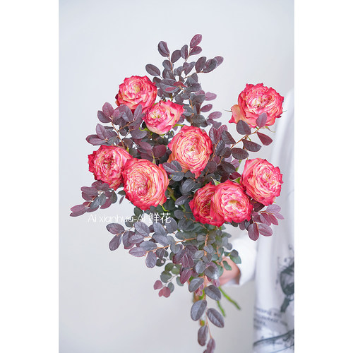 稀有新鲜红色苹果杰克玫瑰鲜花