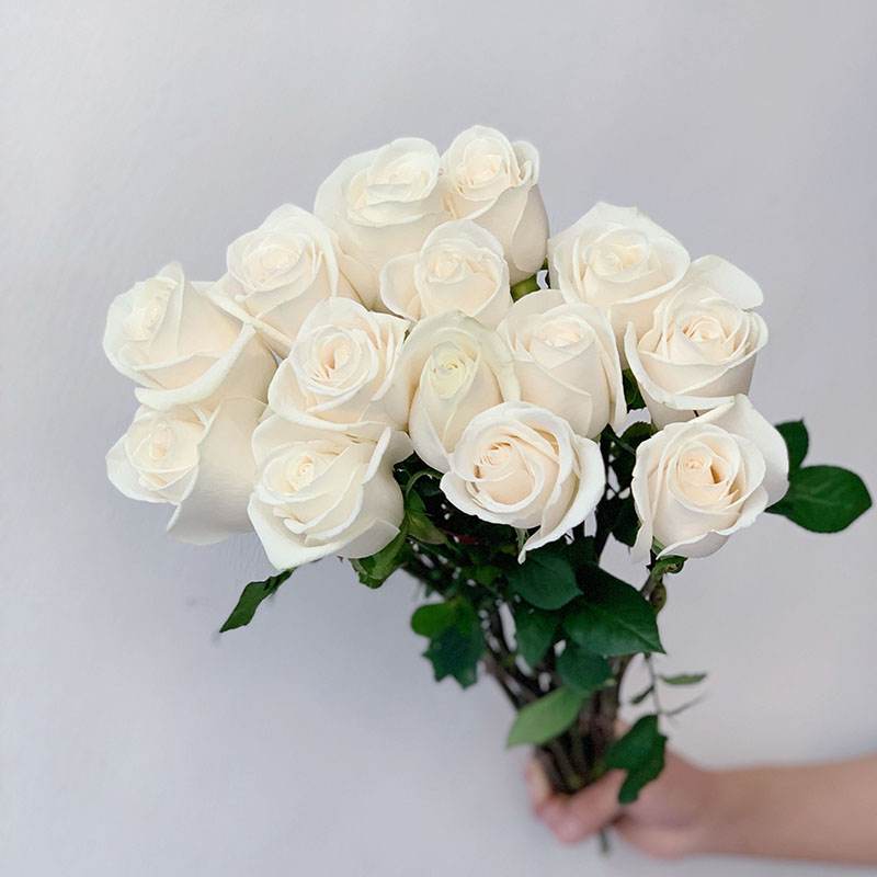 稀有出口芬得拉玫瑰鲜花花束奶油白温柔可爱插花水养家用活动布置