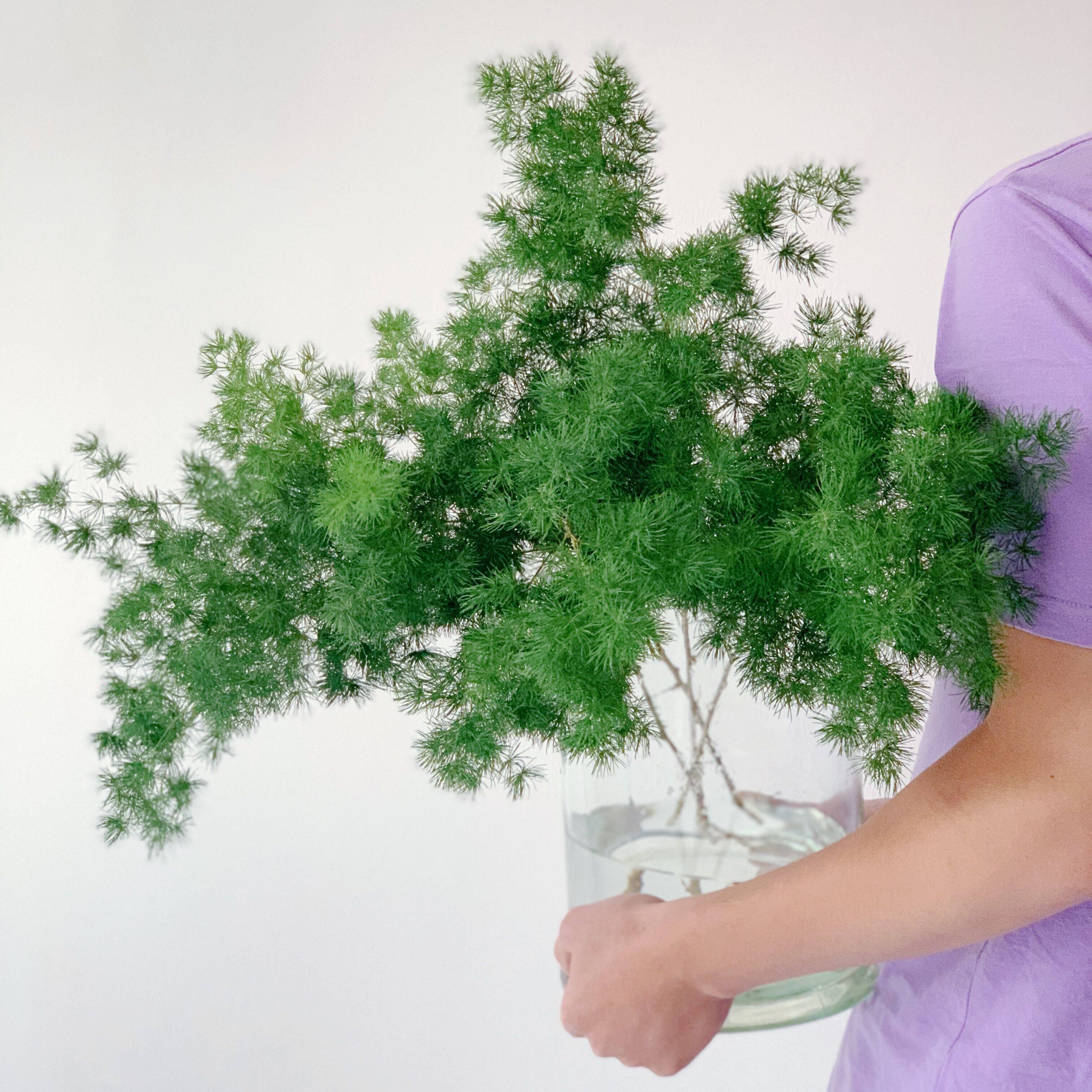 蓬莱松新鲜切花ins风水养瓶插绿枝圣诞元旦春节水养插花配花顺丰