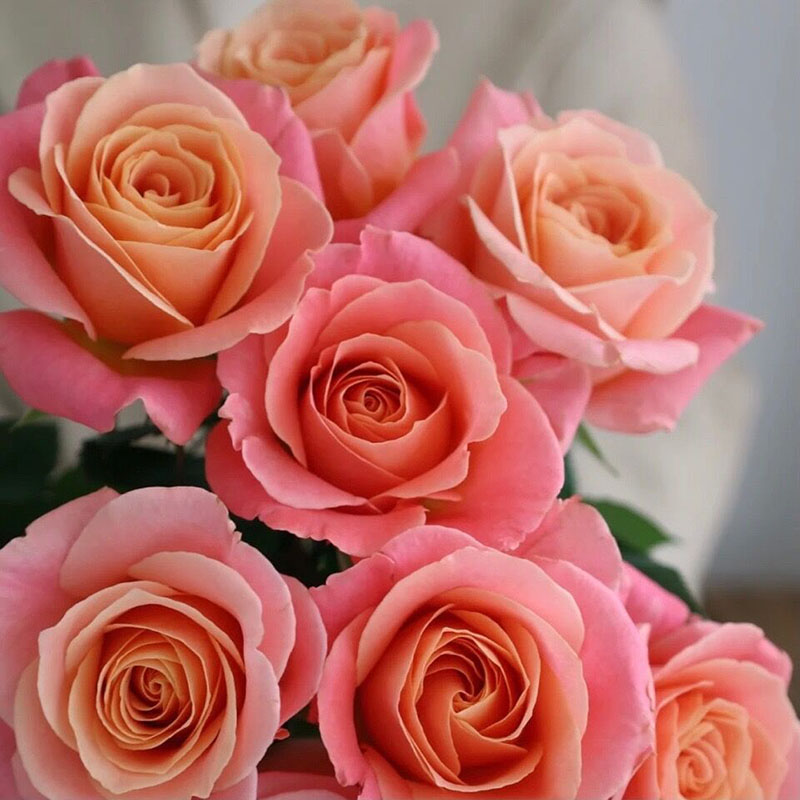 梦幻橘粉色猪猪小姐云南直发玫瑰