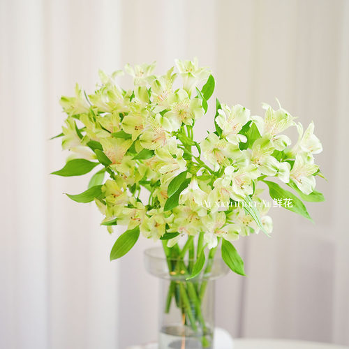 绿色水仙百合鲜花六出花家居办公