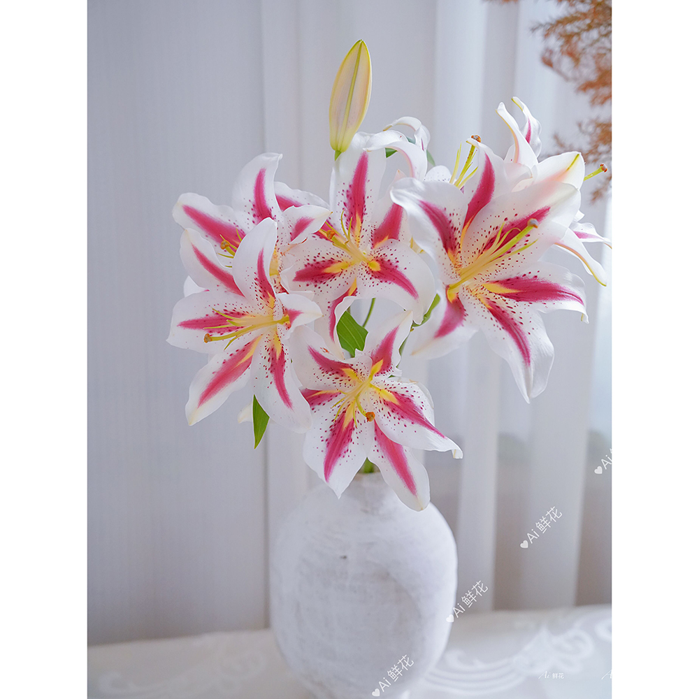 笑脸相迎淡香文艺小清新笑脸百合