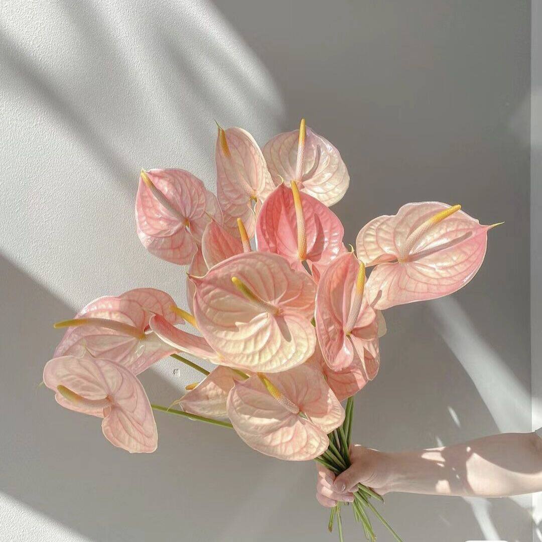 进口温柔仙气粉掌鲜切花插花水养鲜花花期长节日送花云南斗南直发