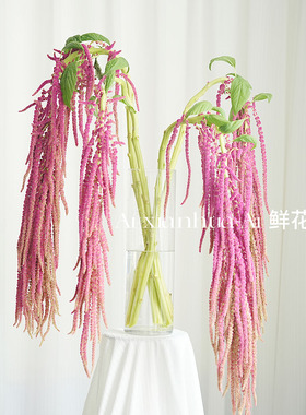 造型独特垂柳型玫红色柔丽丝鲜花情人泪家居可做干花插花水养送花