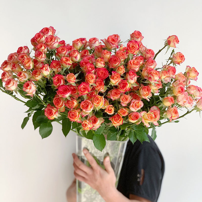 颜色鲜艳花苞多双色渐变索西雅多头玫瑰鲜花插花鲜花云南直发礼品