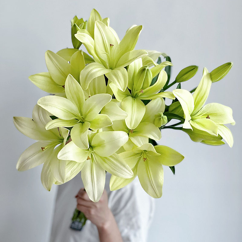 淡雅高级黄绿色AA童年亚百合