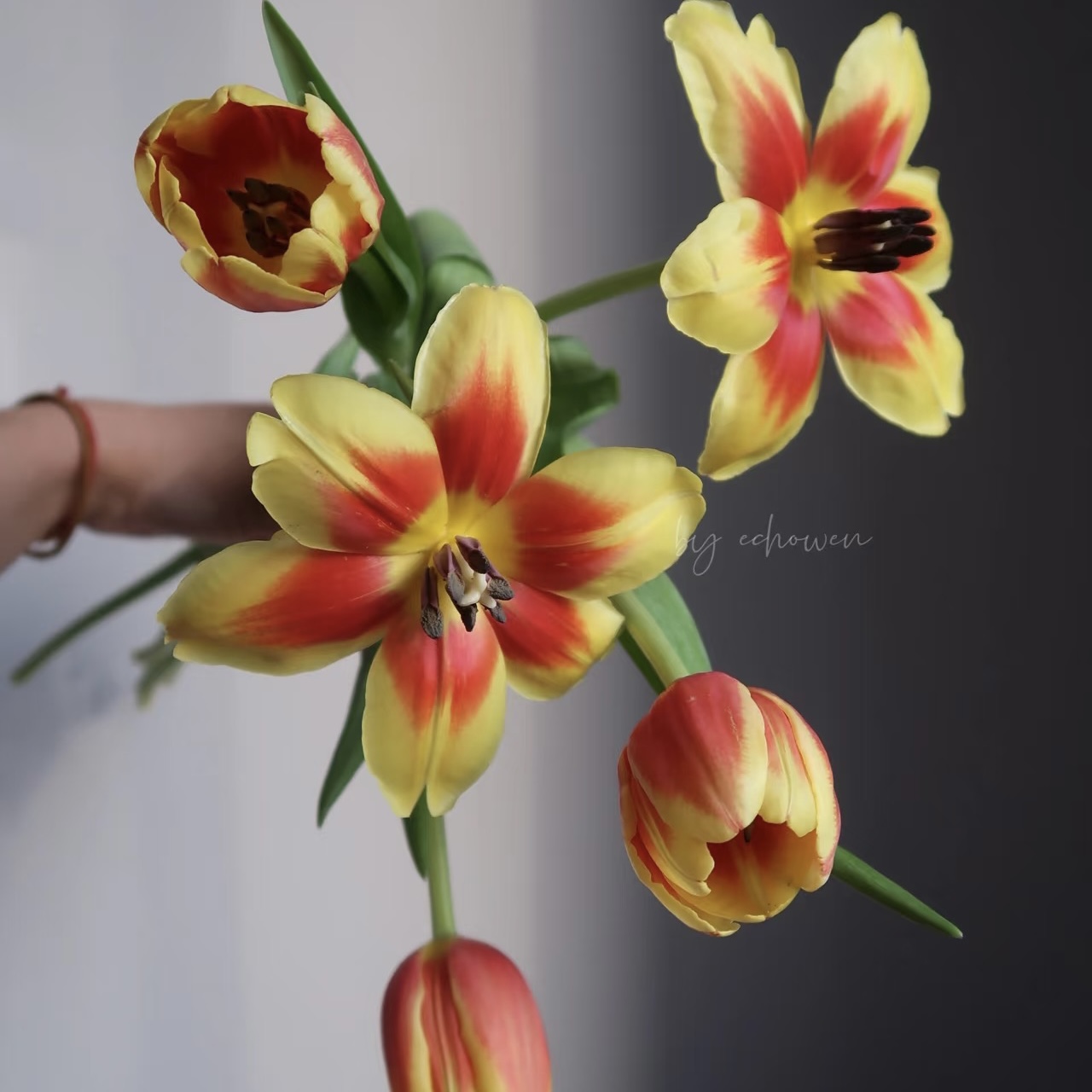 秋季橘红黄色狂欢双色郁金香鲜花