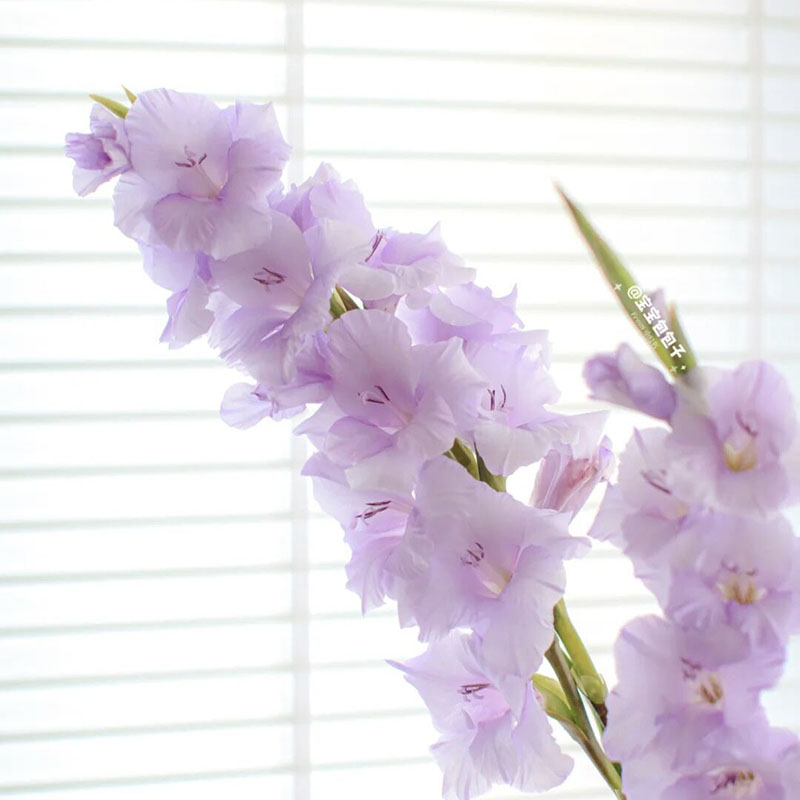 耐养花期长香芋浅紫色插花剑兰
