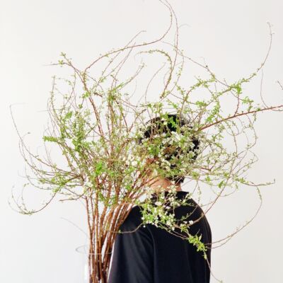 线条优美纤细婀娜雪柳花鲜花插花